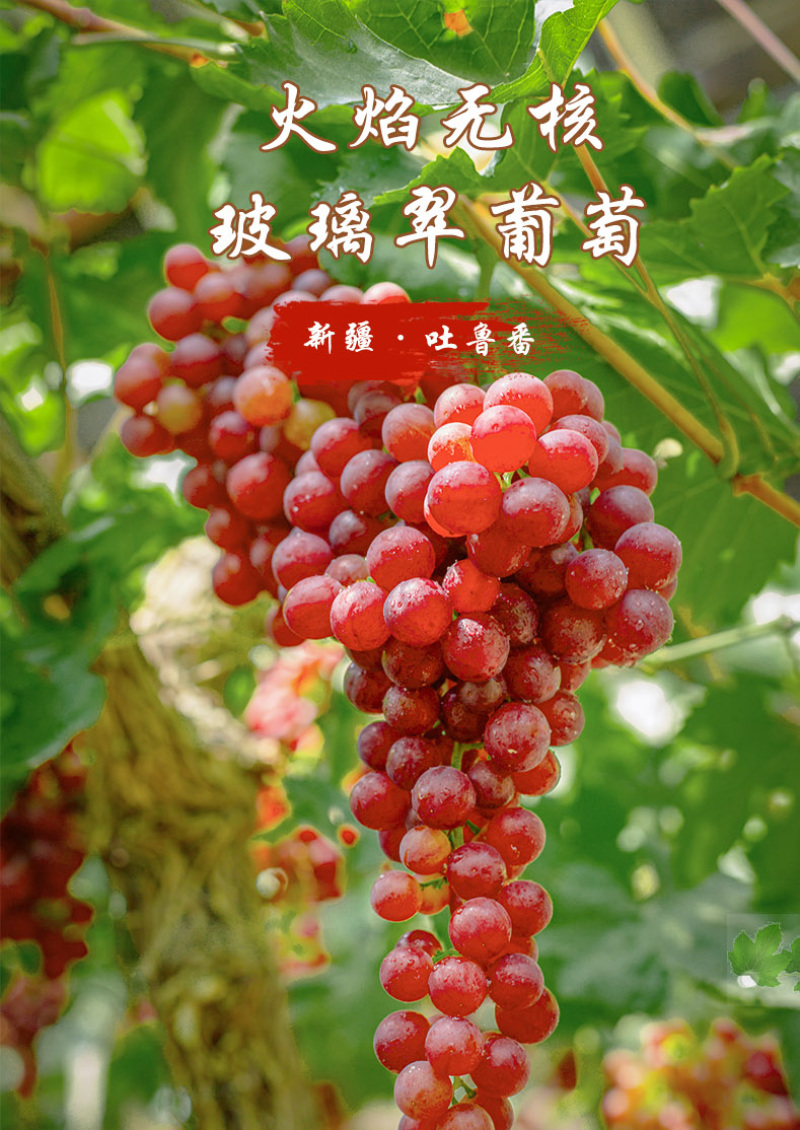 火焰无核佛雷无核新疆特别发展品种