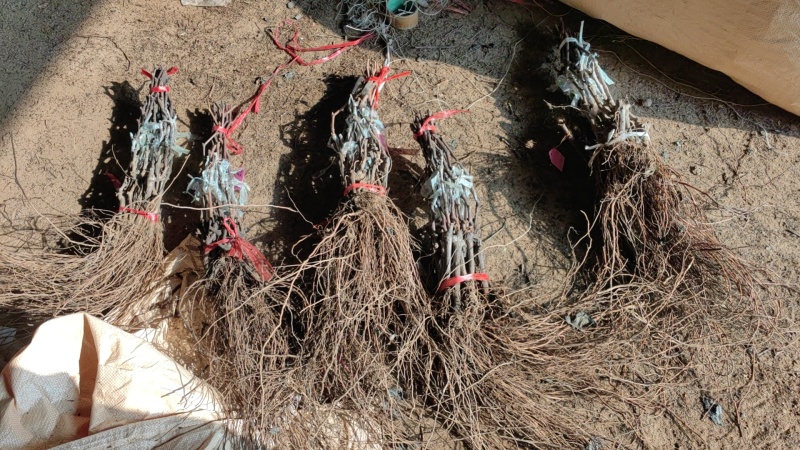 无核寒香蜜抗病丰产管理简单第二年丰产适合采摘
