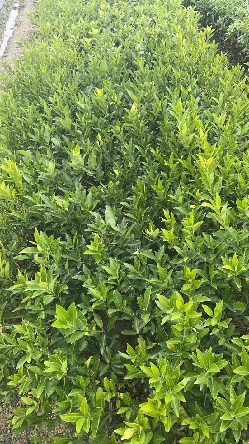 年桔苗，沃柑苗，柠檬头接陈皮柑苗，，质量保证，欢迎进店