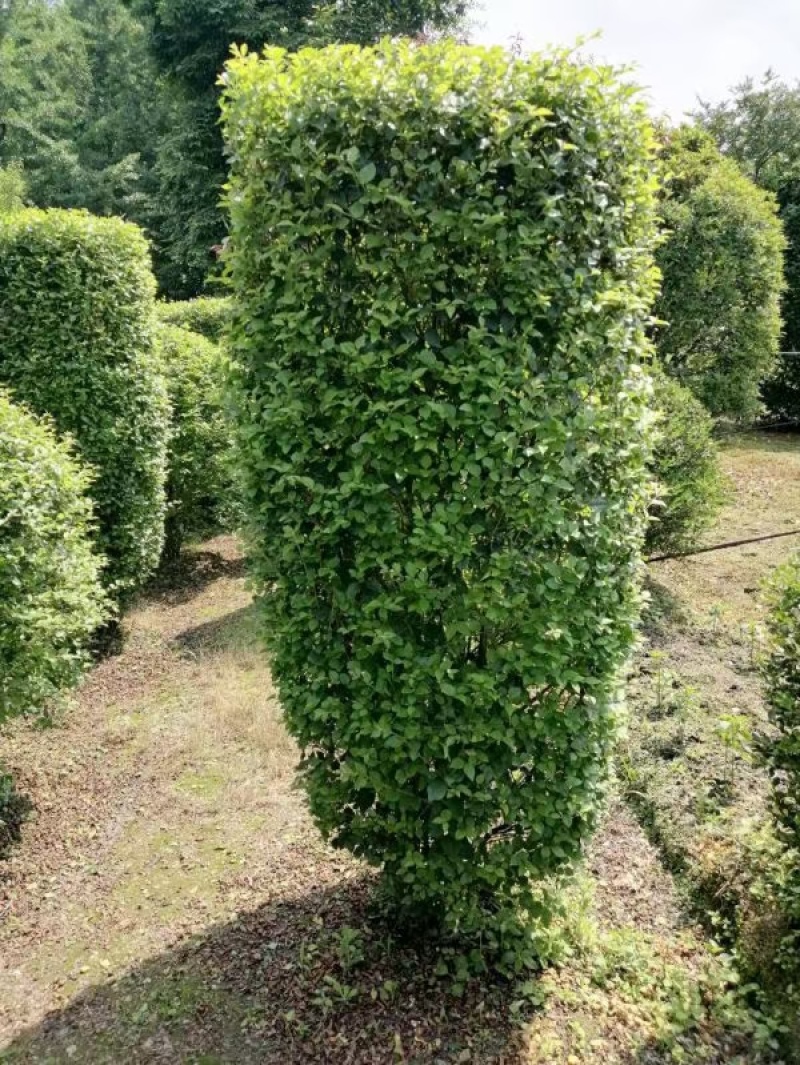 小叶女贞柱子，成都小叶女贞柱子种植户，小叶女贞柱各种规格