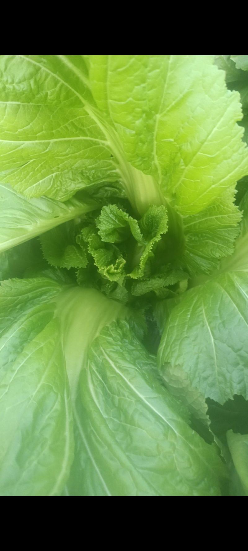 儿菜