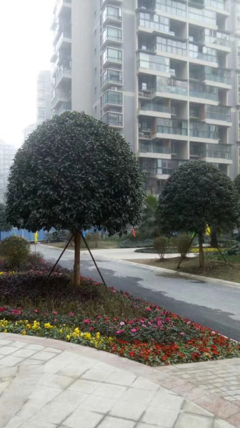 桂花树，成都高杆桂花树，桂花球，地笼桂花球