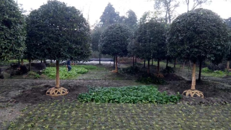 桂花树，成都高杆桂花树，桂花球，地笼桂花球