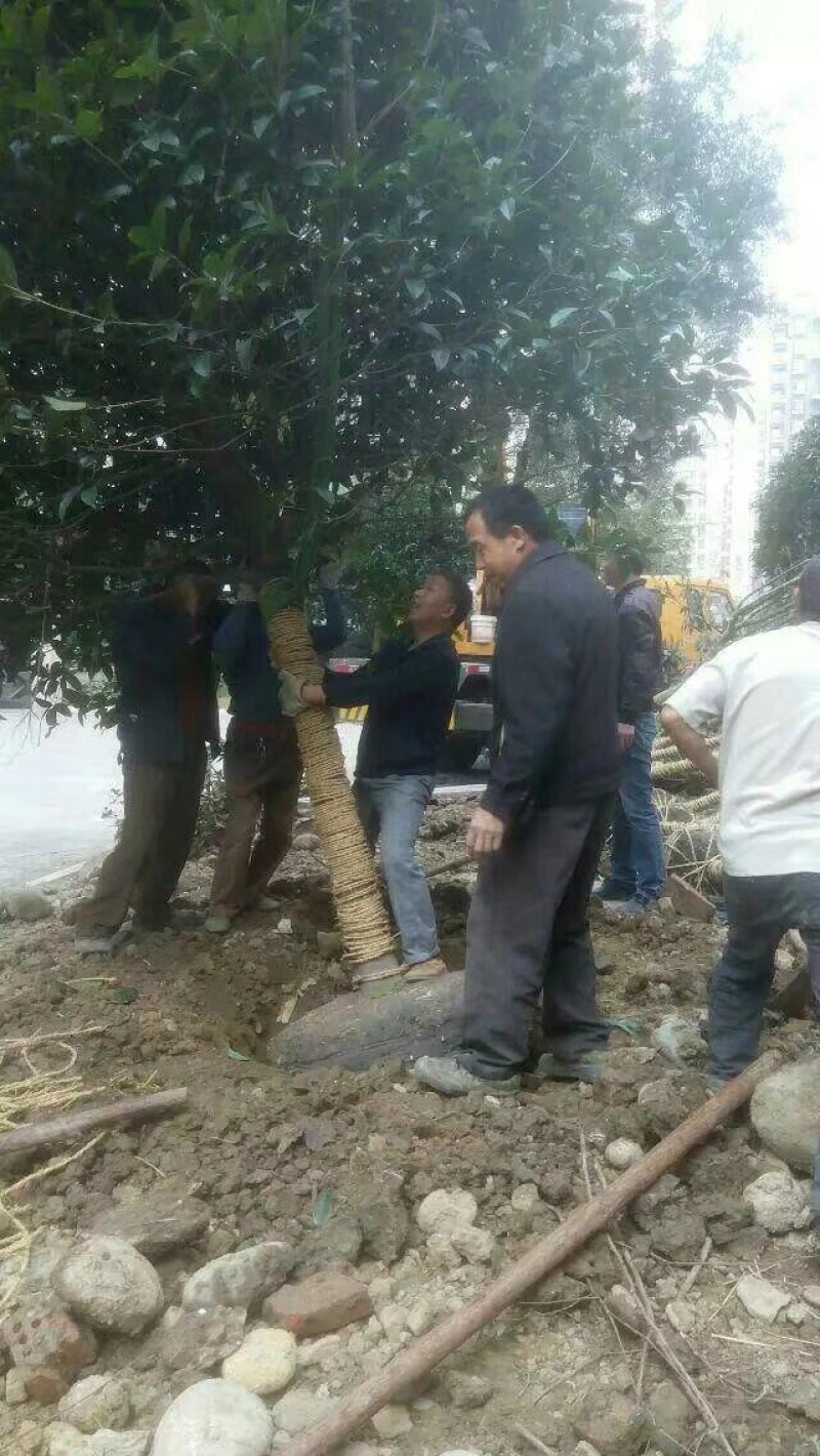 桂花树，成都高杆桂花树，桂花球，地笼桂花球