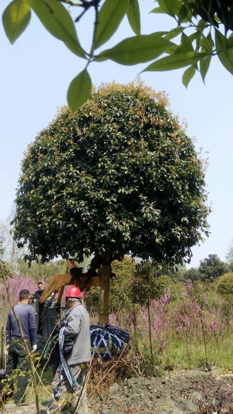 桂花树，成都高杆桂花树，桂花球，地笼桂花球
