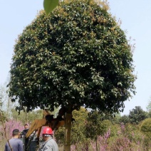 桂花树，成都高杆桂花树，桂花球，地笼桂花球