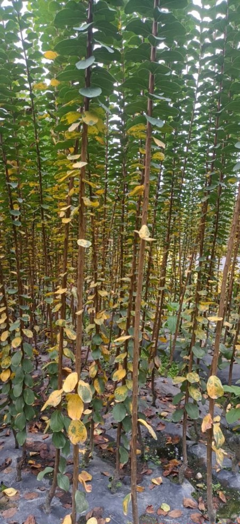 紫薇条子，成都紫薇条子，紫薇编织条子，单杆紫薇条子