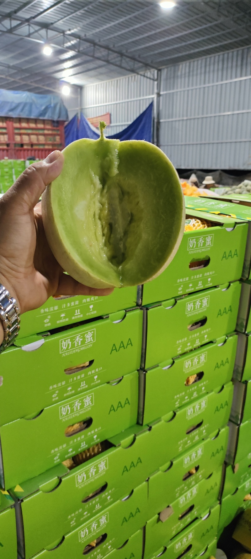 【推荐】海南精品哈蜜瓜晓蜜25糖度高一手货源可看货