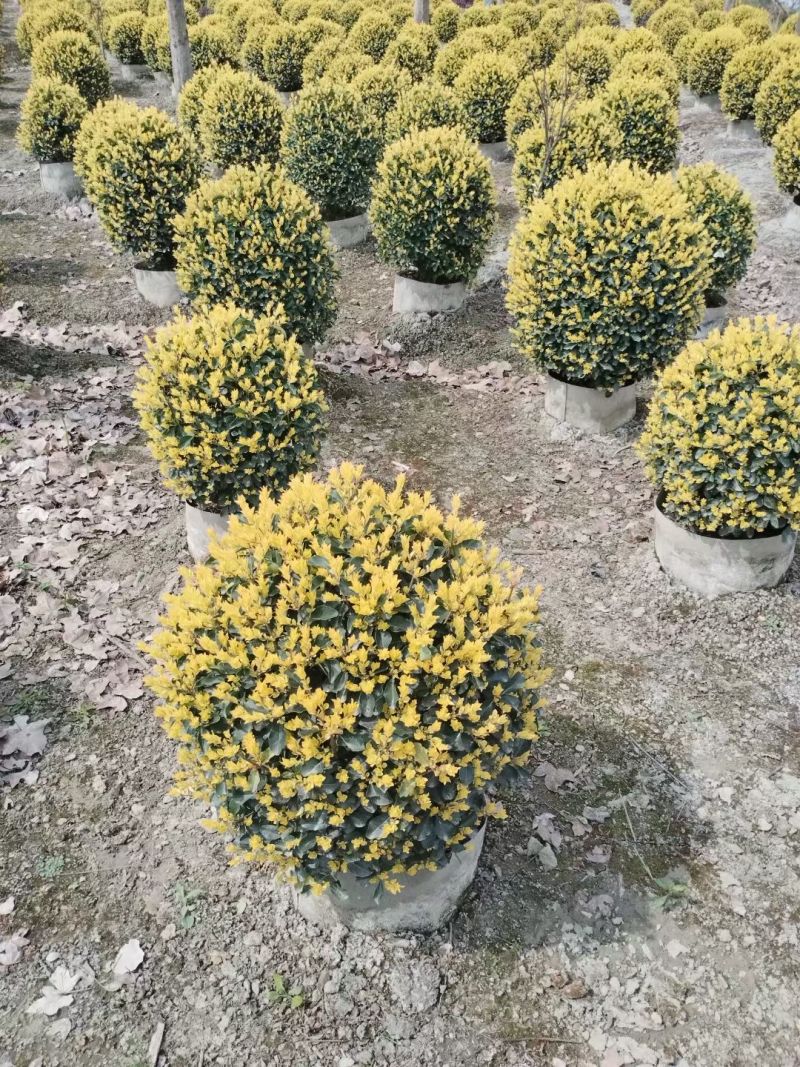 金禾女贞球，成都金禾女贞球种植户大量地苗和袋苗