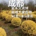 金禾女贞球，成都金禾女贞球种植户大量地苗和袋苗