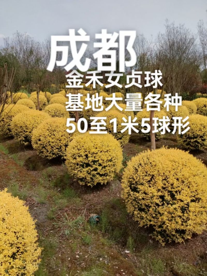 金禾女贞球，成都金禾女贞球种植户大量地苗和袋苗