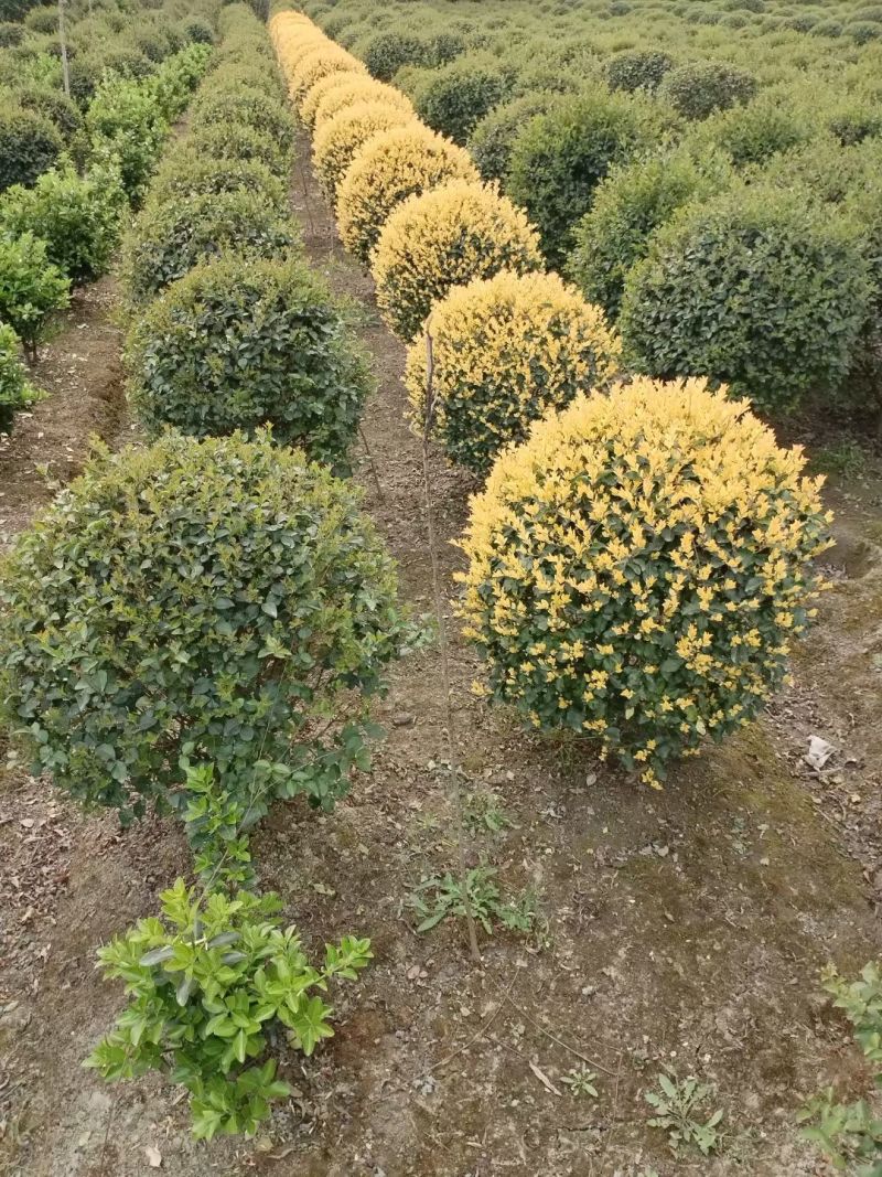 金禾女贞球，成都金禾女贞球种植户大量地苗和袋苗