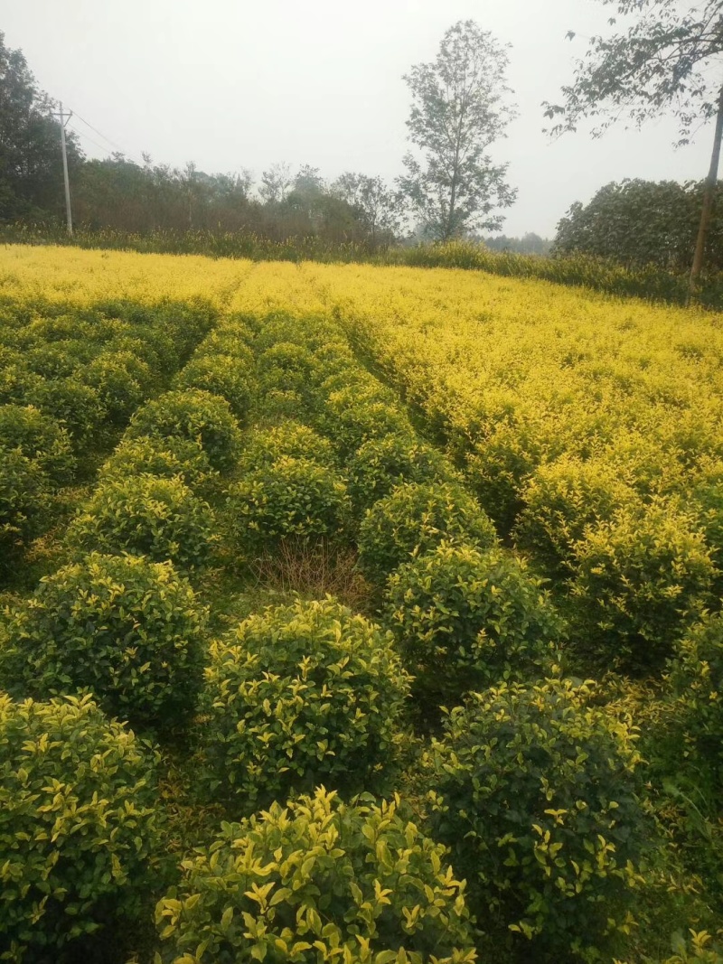 金禾女贞球，成都金禾女贞球种植户大量地苗和袋苗
