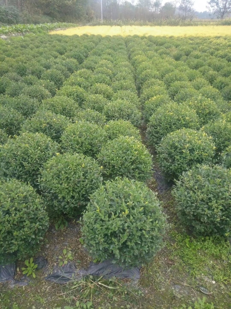 金禾女贞球，成都金禾女贞球种植户大量地苗和袋苗