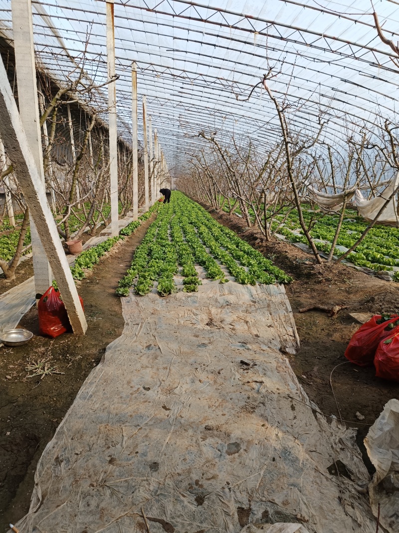 精品山西大棚生菜，个头品相号，可供应商超以及市场