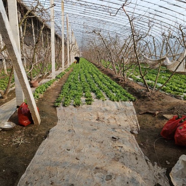 精品山西大棚生菜,个头品相号,可供应商超以及市场