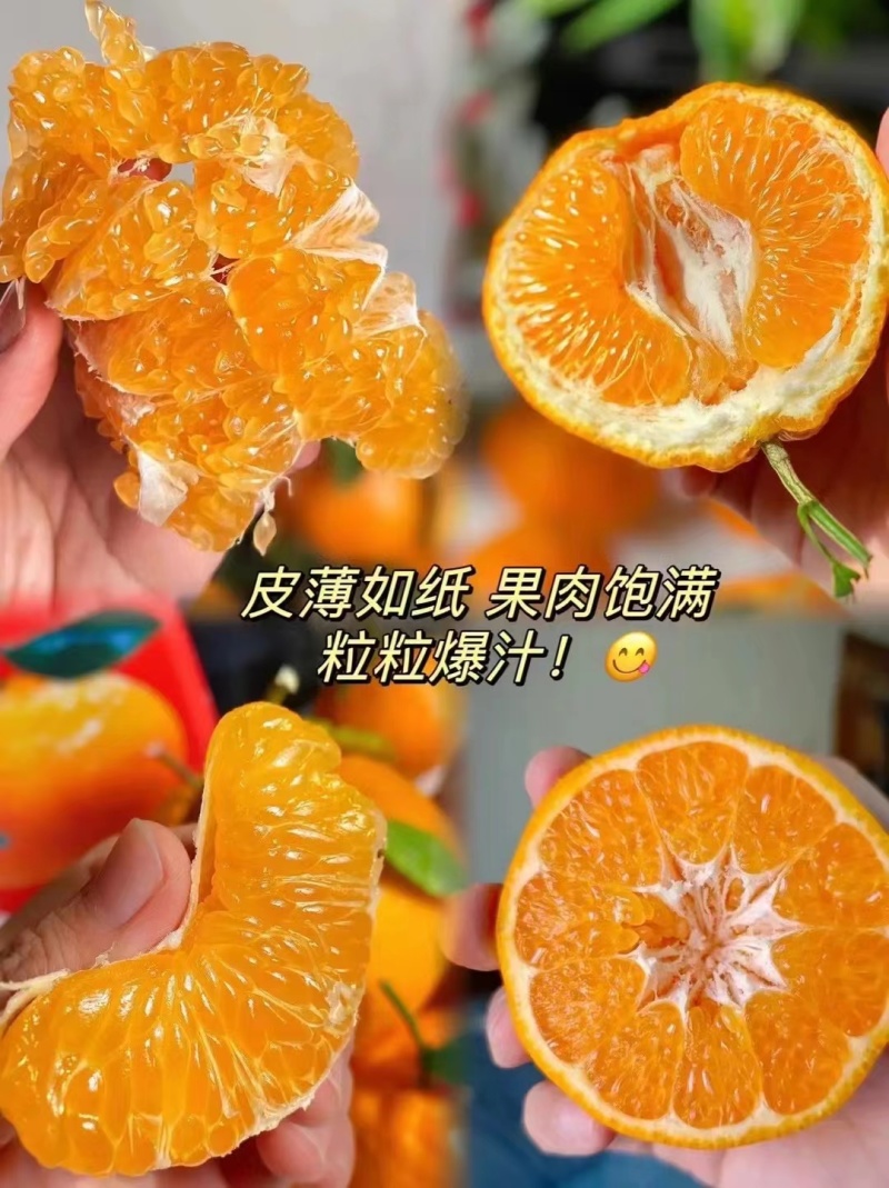原产地春见耙耙柑大量自然成熟欢迎各大商家前来洽谈