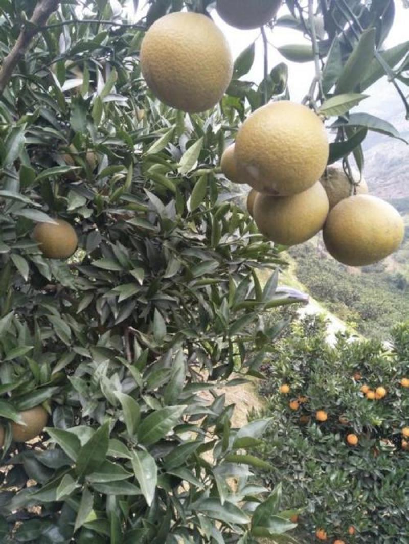 湖北秭归宗橙也叫黑美人巧克力橙巧克力橙果肉细腻化渣口感甜