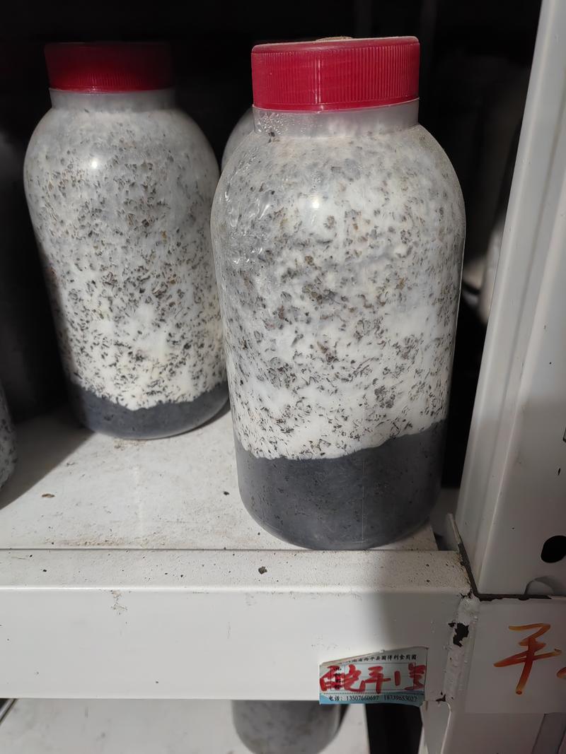 姬菇原种！800毫升标准塑料瓶装！棉籽壳培养基！