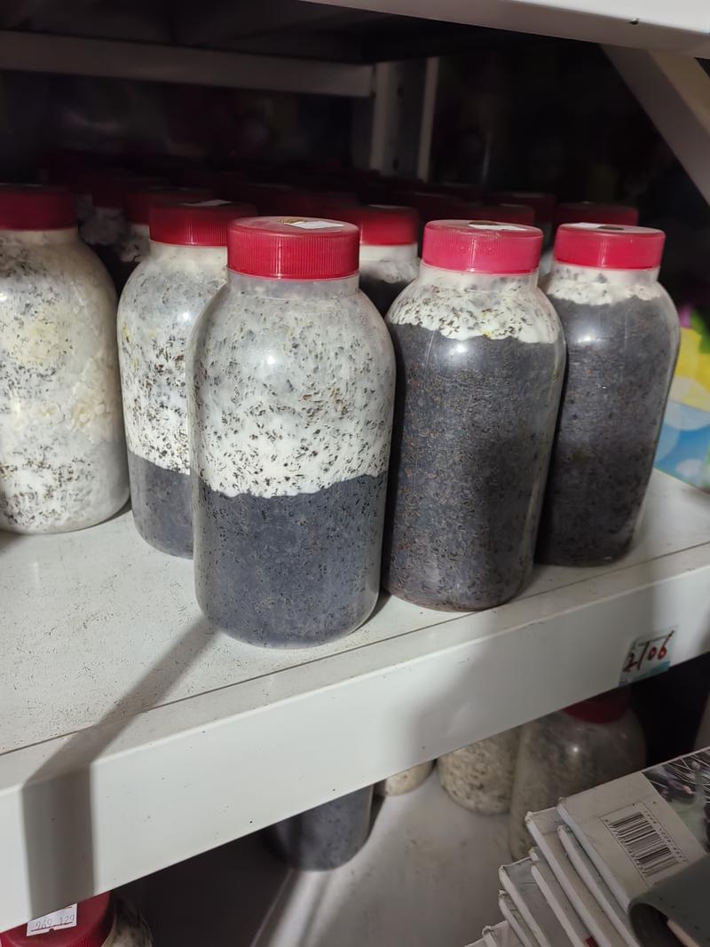 姬菇原种！800毫升标准塑料瓶装！棉籽壳培养基！