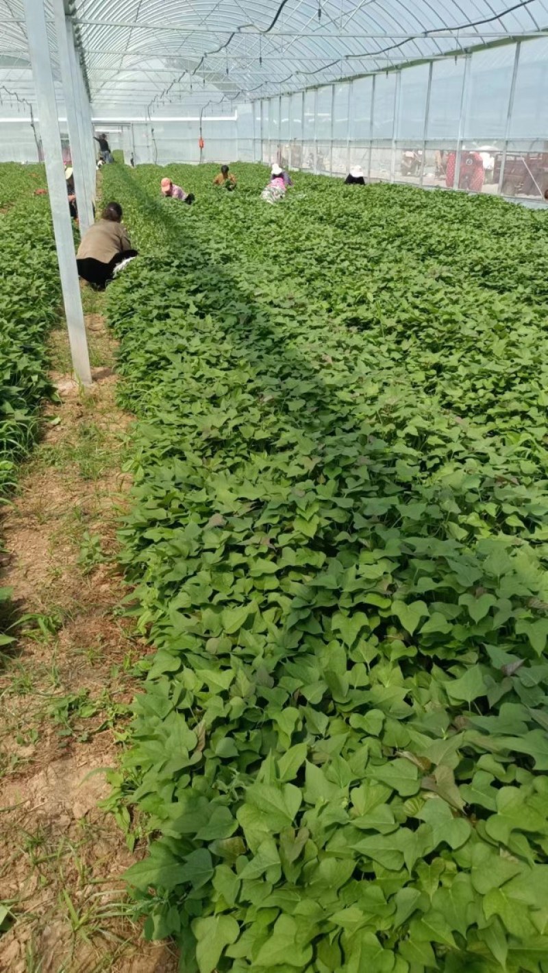 红薯苗，大量优质脱毒原种红薯苗，大田苗。欢迎实地选购。
