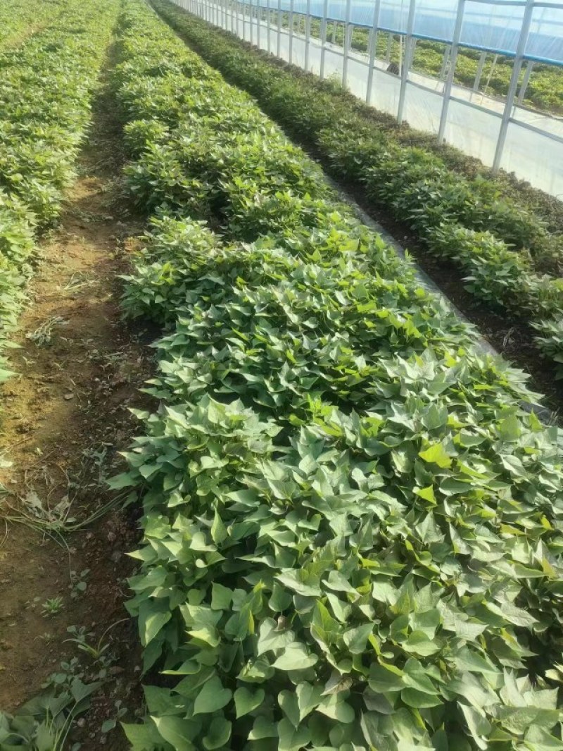红薯苗，大量优质脱毒原种红薯苗，大田苗。欢迎实地选购。