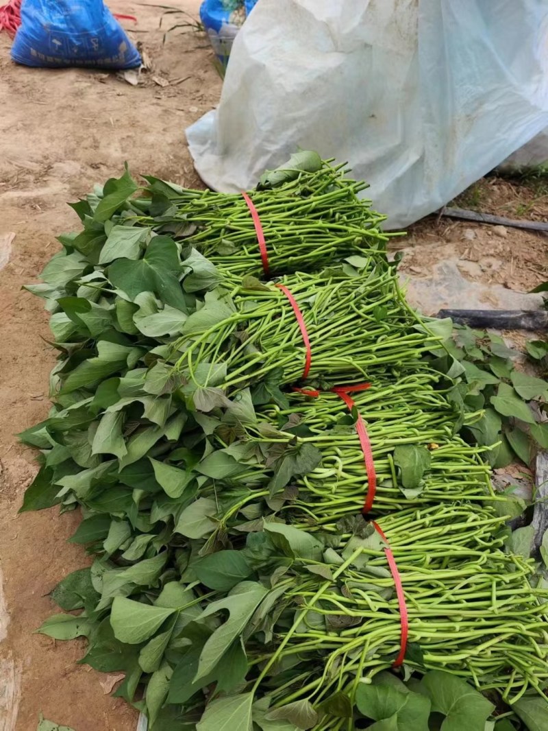 红薯苗，大量优质脱毒原种红薯苗，大田苗。欢迎实地选购。