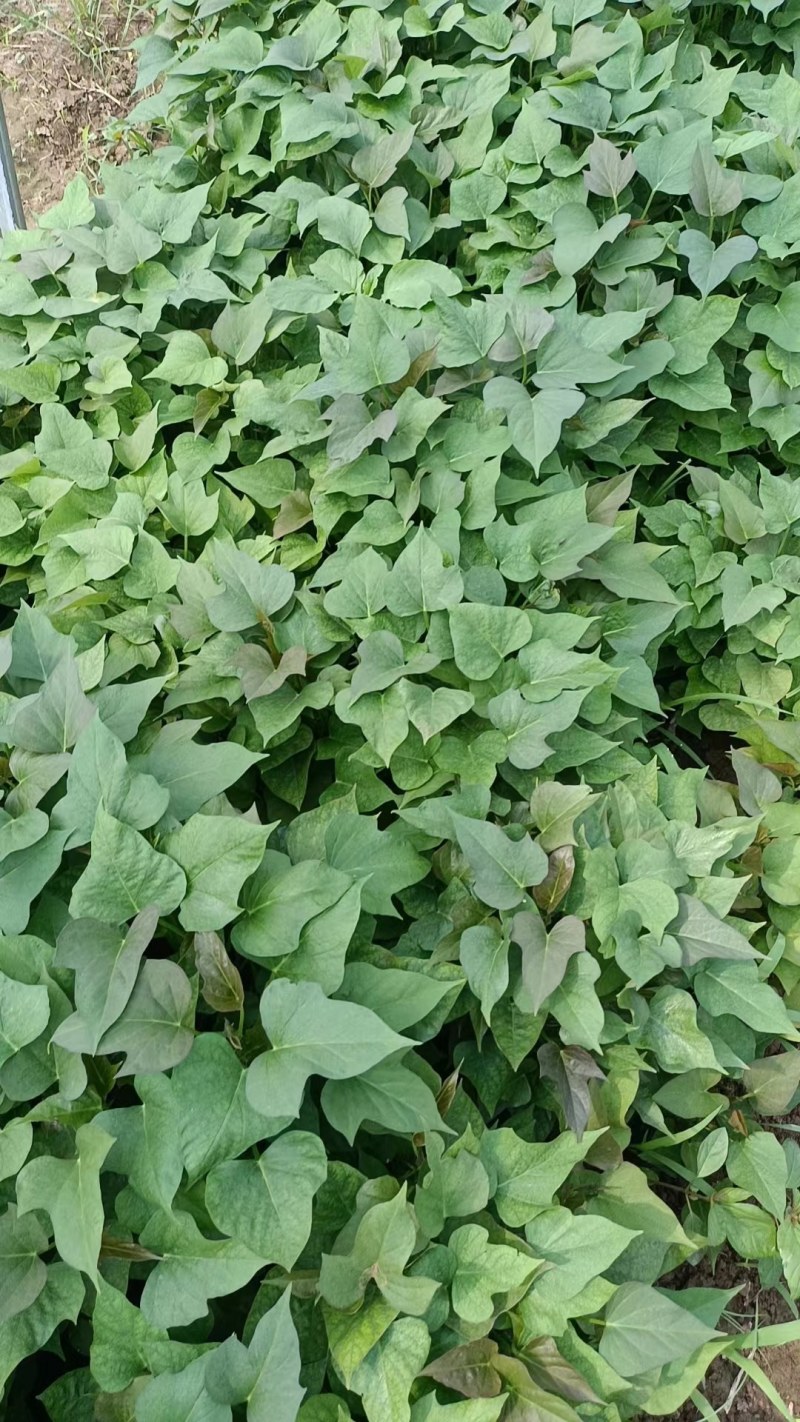 红薯苗，大量优质脱毒原种红薯苗，大田苗。欢迎实地选购。
