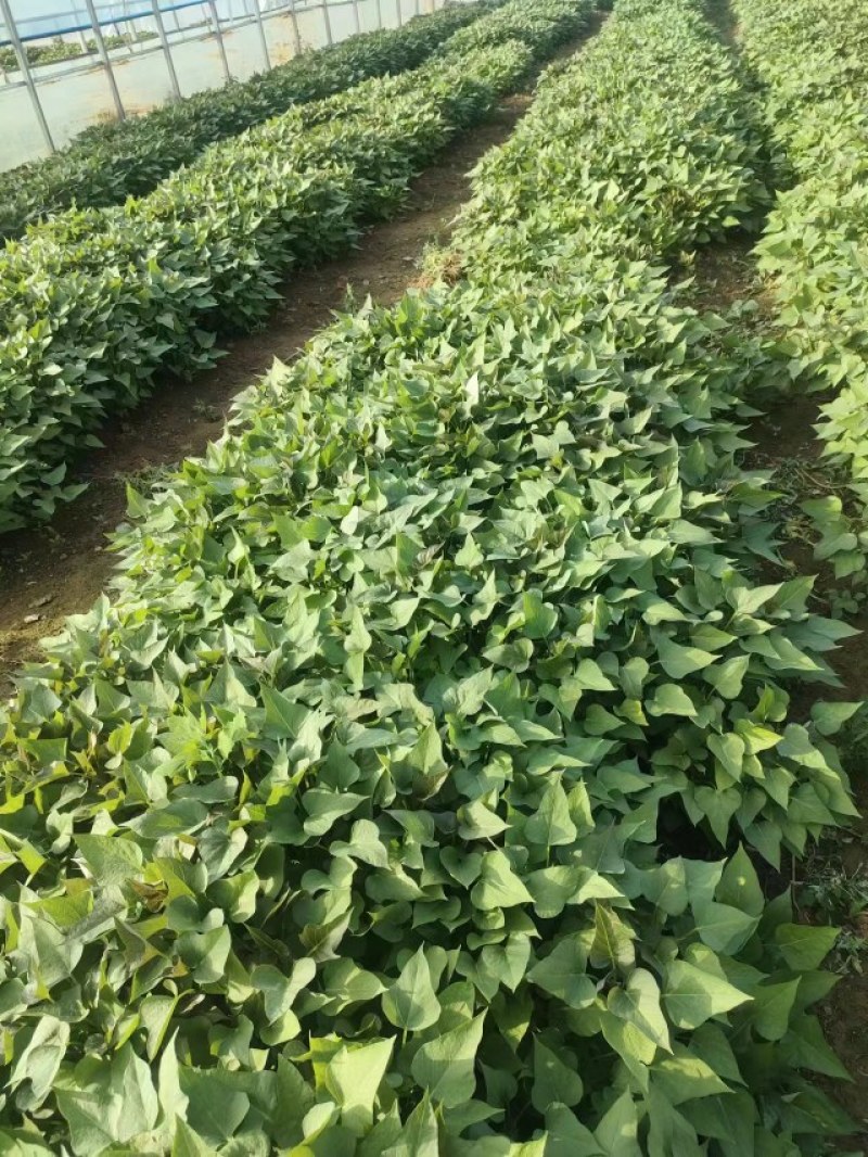 红薯苗，大量优质脱毒原种红薯苗，大田苗。欢迎实地选购。