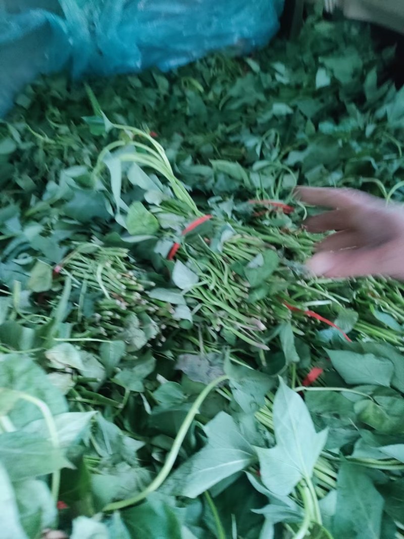 红薯苗，大量优质脱毒原种红薯苗，大田苗。欢迎实地选购。