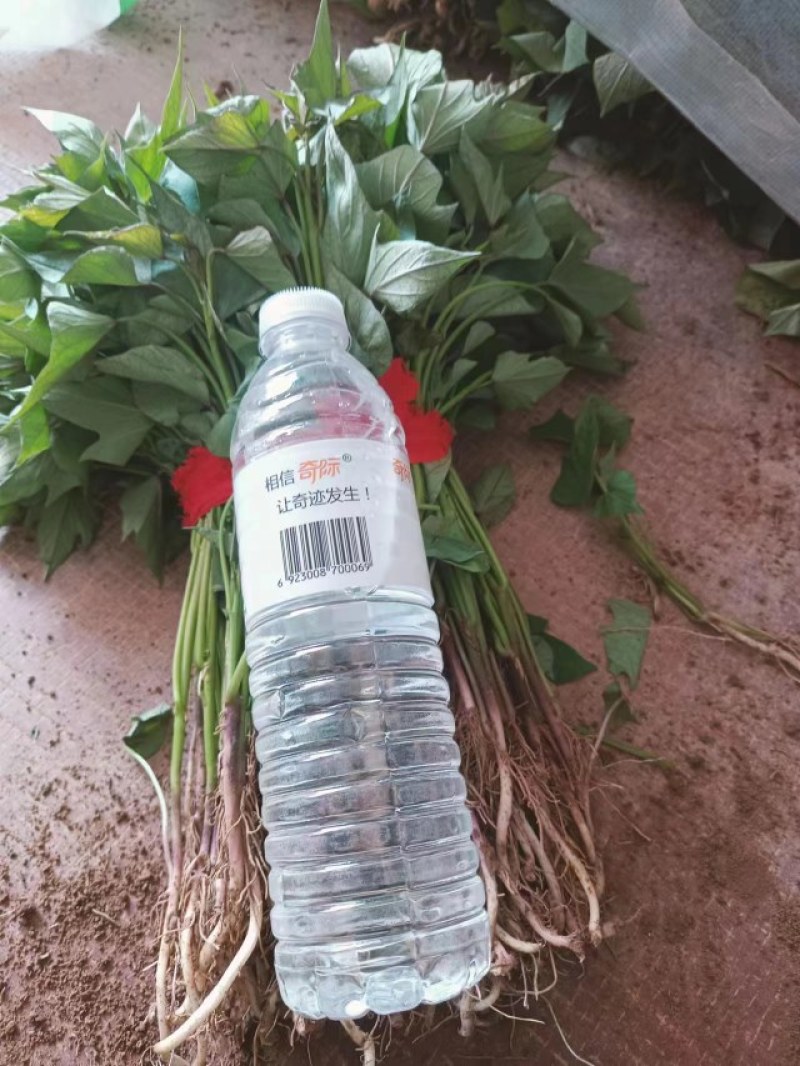 红薯苗，大量优质脱毒原种红薯苗，大田苗。欢迎实地选购。
