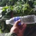 红薯苗，大量优质脱毒原种红薯苗，大田苗。欢迎实地选购。