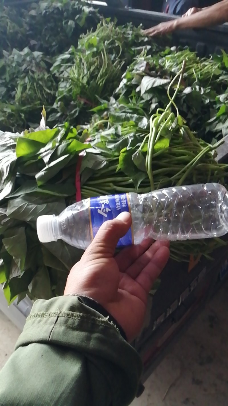 红薯苗，大量优质脱毒原种红薯苗，大田苗。欢迎实地选购。