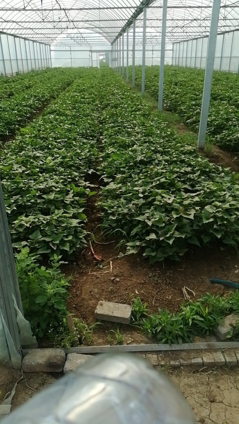 红薯苗，大量优质脱毒原种红薯苗，大田苗。欢迎实地选购。