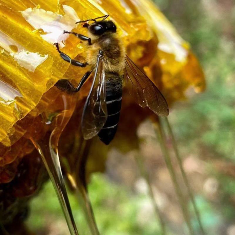 野生土蜂蜜对接全国可视频看货欢迎各地老板联系咨询