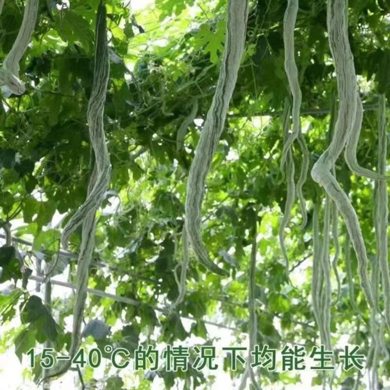 蛇豆种子特长高产最长达3米蛇瓜种子