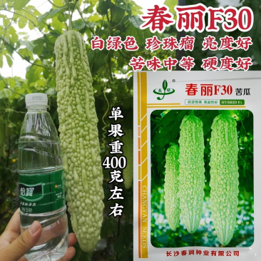 春丽F30珍珠白绿色苦瓜种子苦味中等硬度高