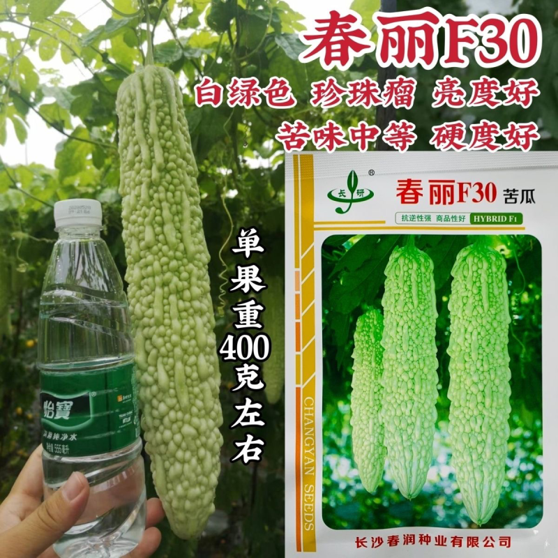 春丽F30珍珠白绿色苦瓜种子苦味中等硬度高