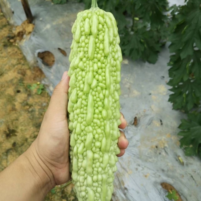 春丽F30珍珠白绿色苦瓜种子苦味中等硬度高