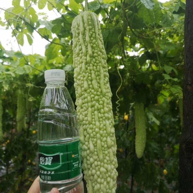 春丽F30珍珠白绿色苦瓜种子苦味中等硬度高
