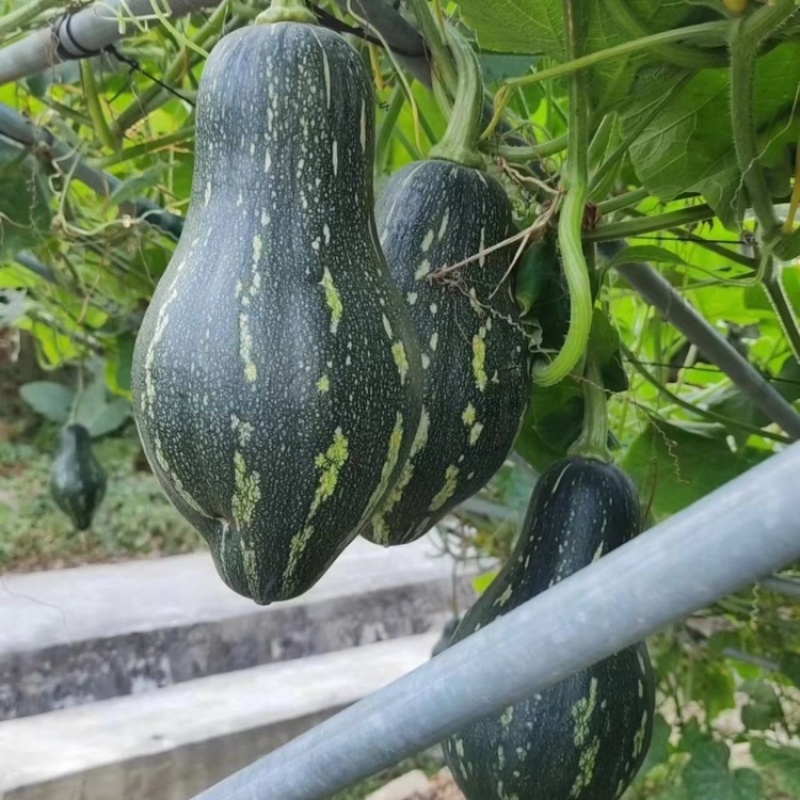 揭美香芋南瓜种子高产口感粉糯香甜蜜甜香小南瓜