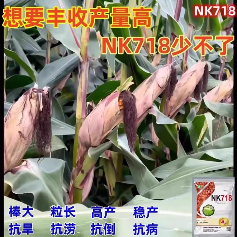 丰乐NK718玉米种子国审矮杆抗倒伏大马齿吨粮品种