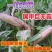 丰乐NK718玉米种子国审矮杆抗倒伏大马齿吨粮品种