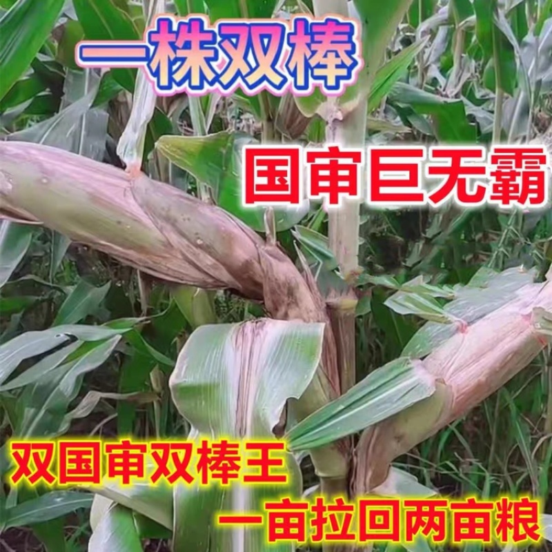 丰乐NK718玉米种子国审矮杆抗倒伏大马齿吨粮品种