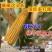 丰乐NK718玉米种子国审矮杆抗倒伏大马齿吨粮品种