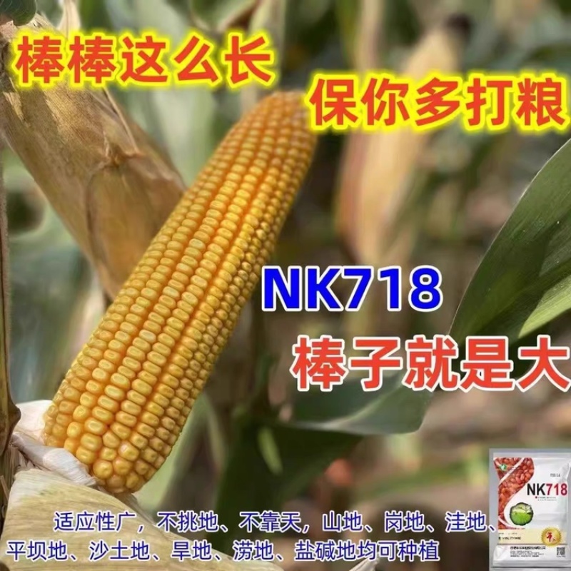 丰乐NK718玉米种子国审矮杆抗倒伏大马齿吨粮品种