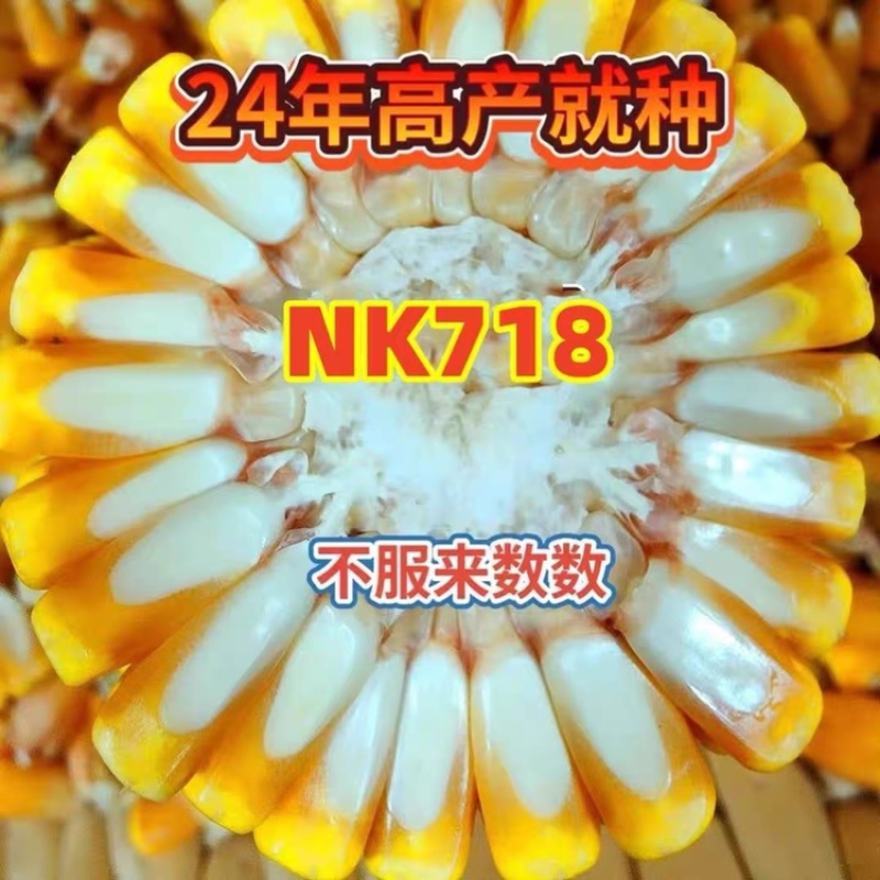 丰乐NK718玉米种子国审矮杆抗倒伏大马齿吨粮品种