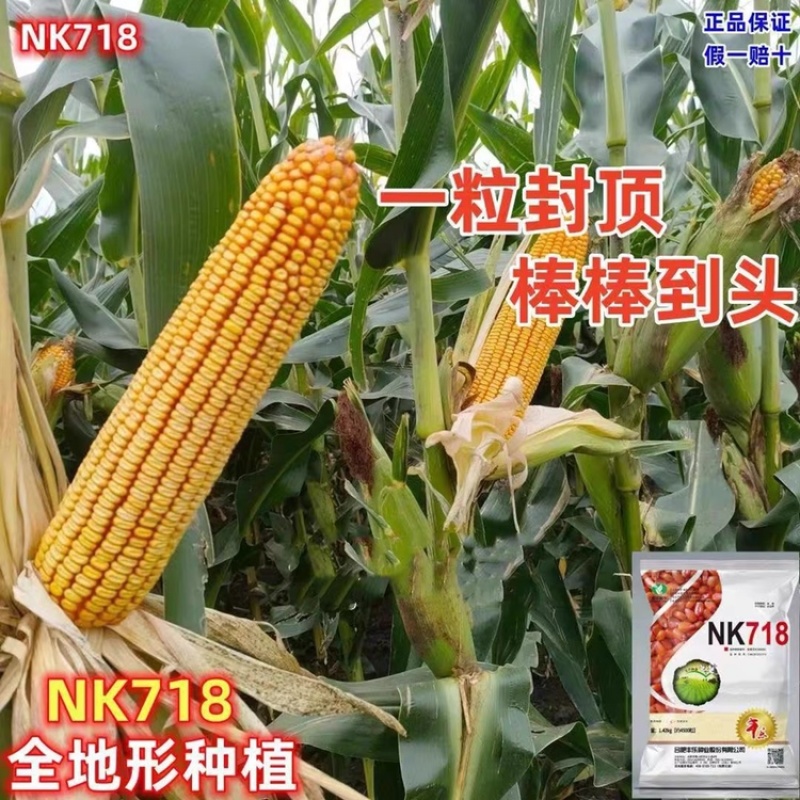 丰乐NK718玉米种子国审矮杆抗倒伏大马齿吨粮品种