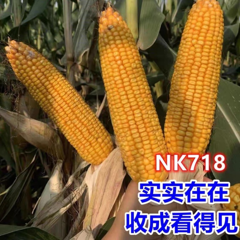 丰乐NK718玉米种子国审矮杆抗倒伏大马齿吨粮品种