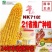 丰乐NK718玉米种子国审矮杆抗倒伏大马齿吨粮品种